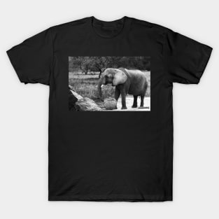 elephant - black and white T-Shirt